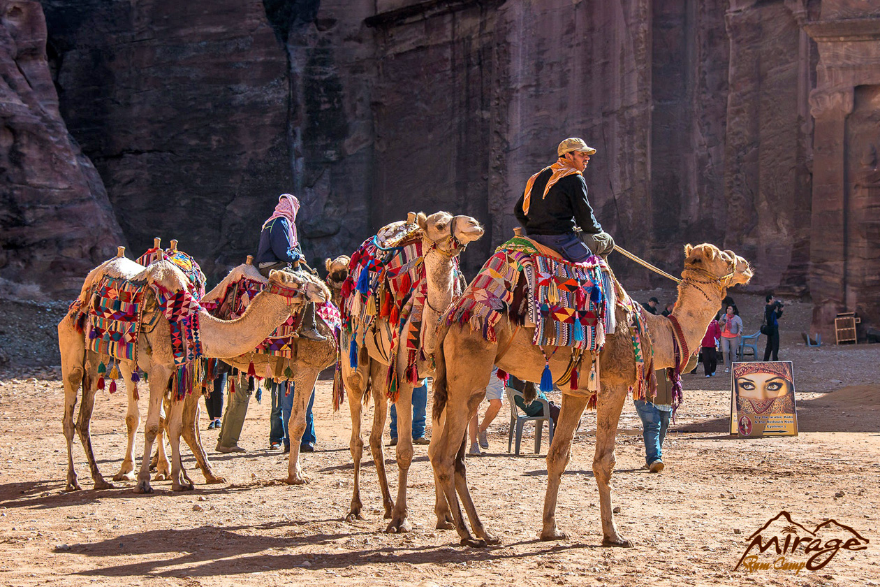 Camels in Petra Site