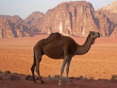 Wadi Rum