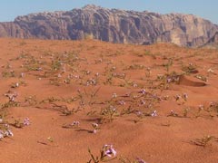 Wadi Rum